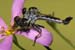 bearded robber fly